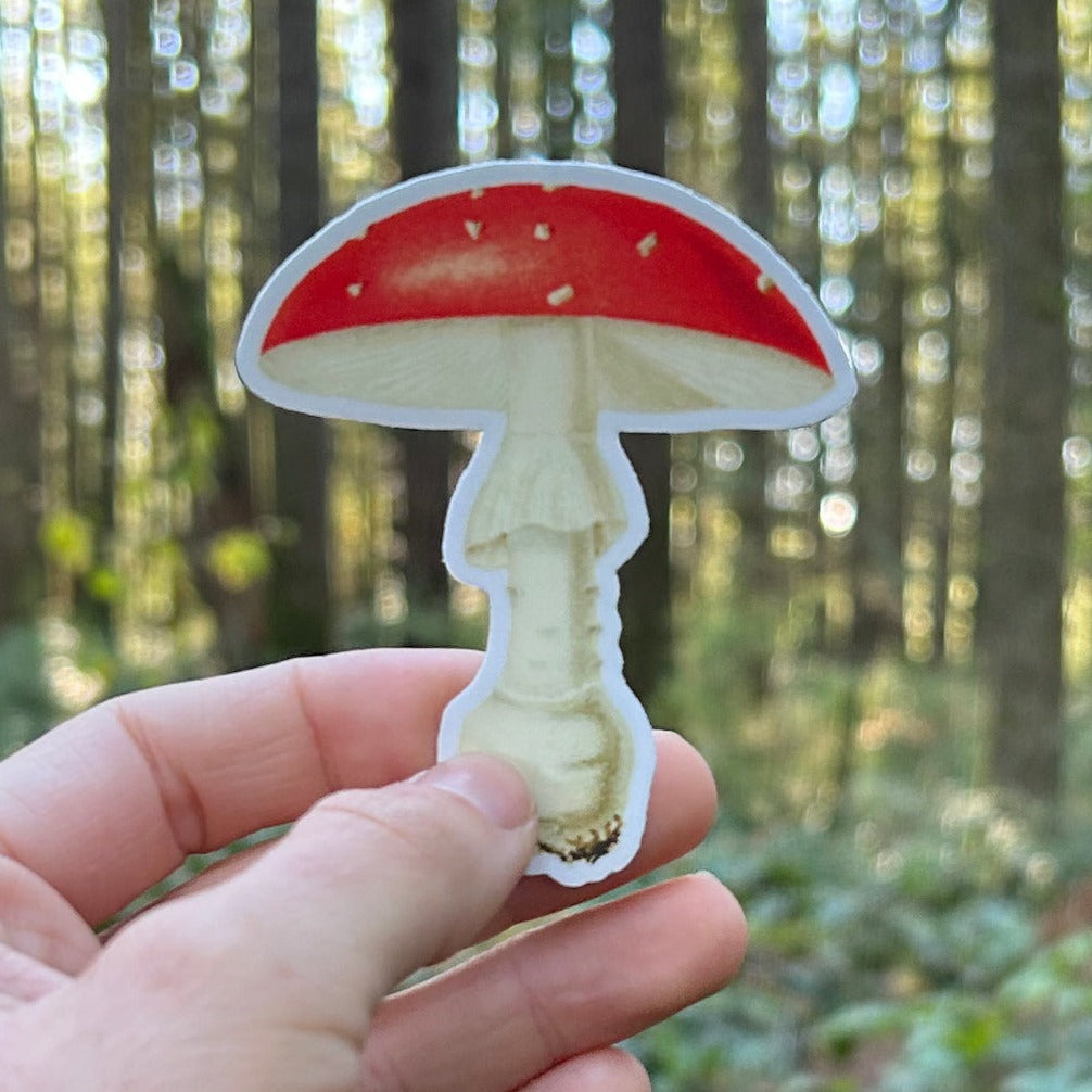 Amanita Mushroom Sticker