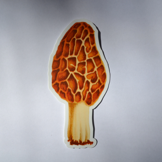 Morel Mushroom Sticker