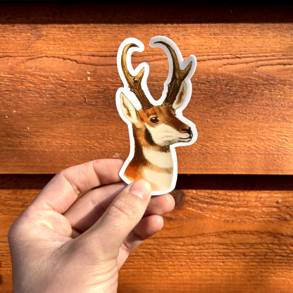 Pronghorn Sticker