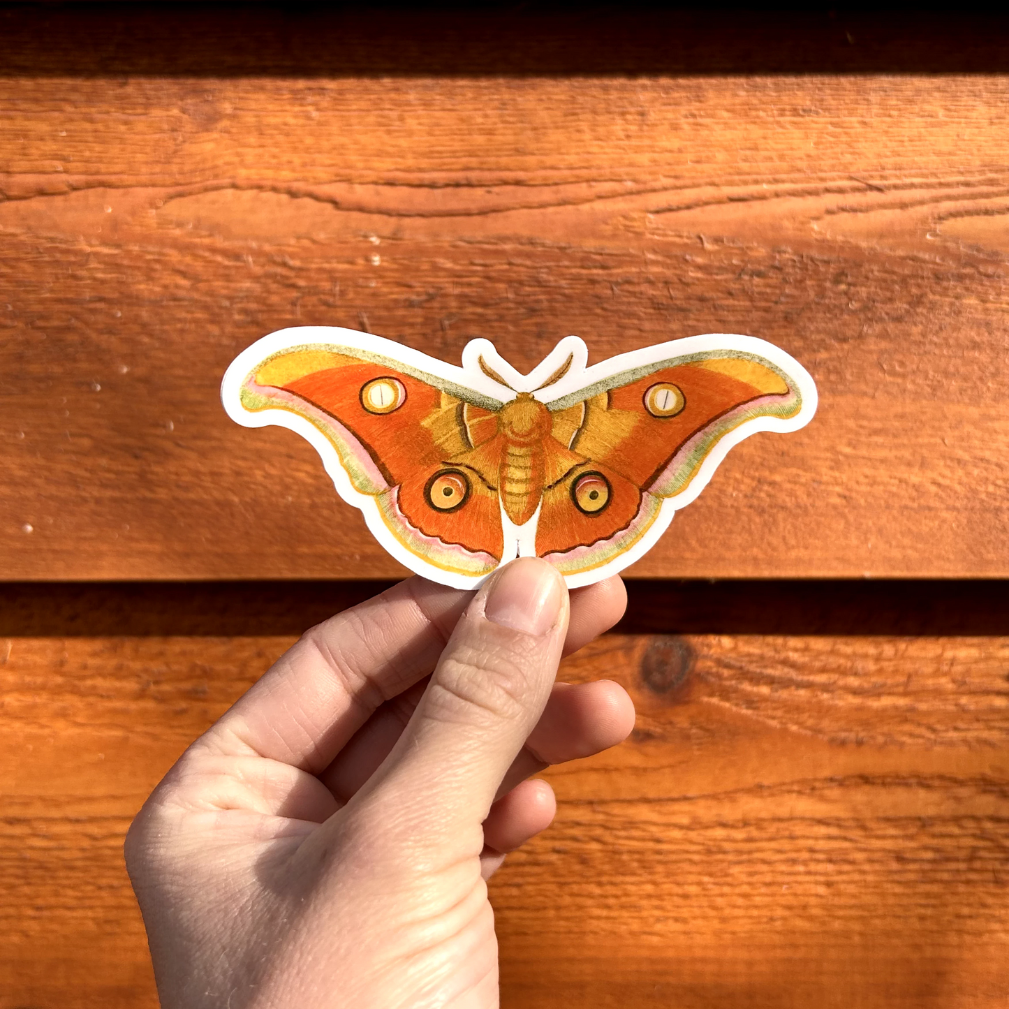 Tussar Moth Sticker